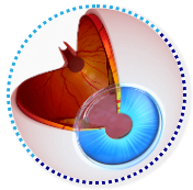 Vitreo Retinal