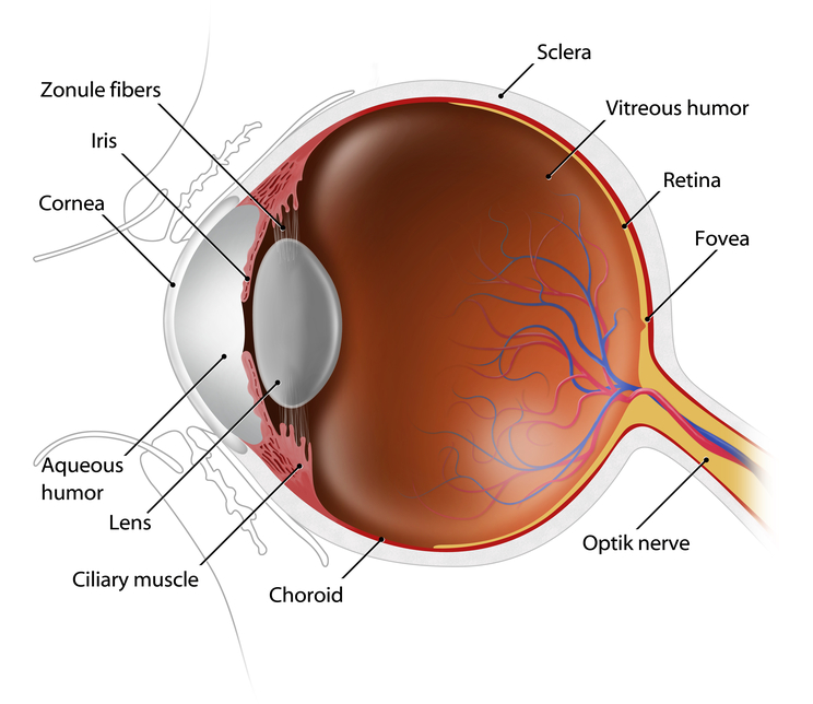 corneal